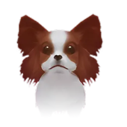 Pet
