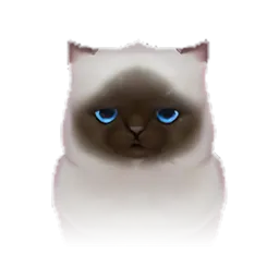 Pet