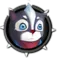 Racoon