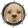 Labrador Pup