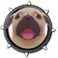 Pug