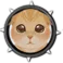 Scottish Fold